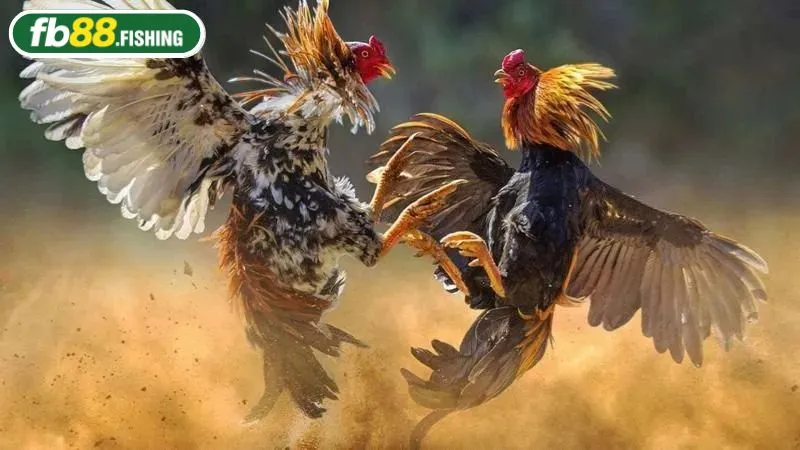 Cá cược đá gà đòn Thomo được yêu thích tại FB88