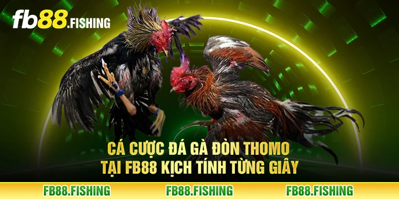 Cá cược đá gà đòn Thomo tại FB88 kịch tính từng giây