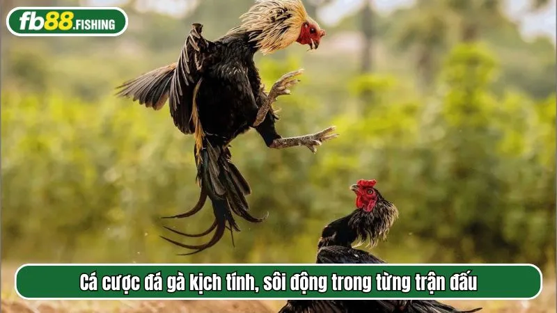 Cá cược đá gà kịch tính, sôi động trong từng trận đấu