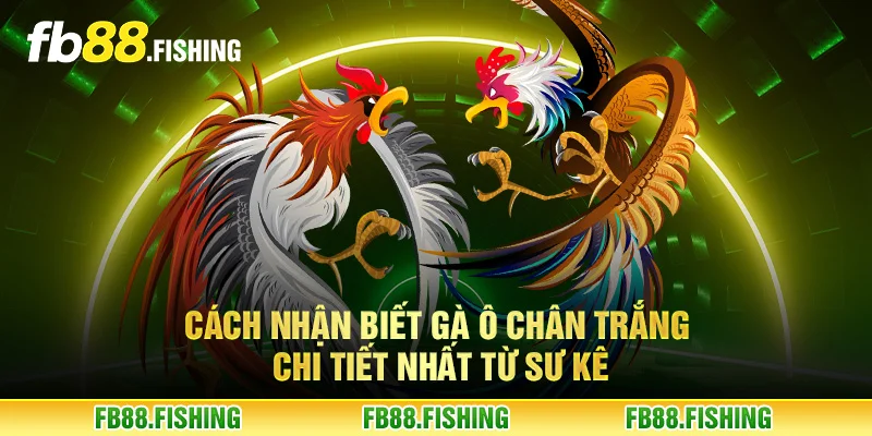 Cách nhận biết gà ô chân trắng chi tiết nhất từ sư kê