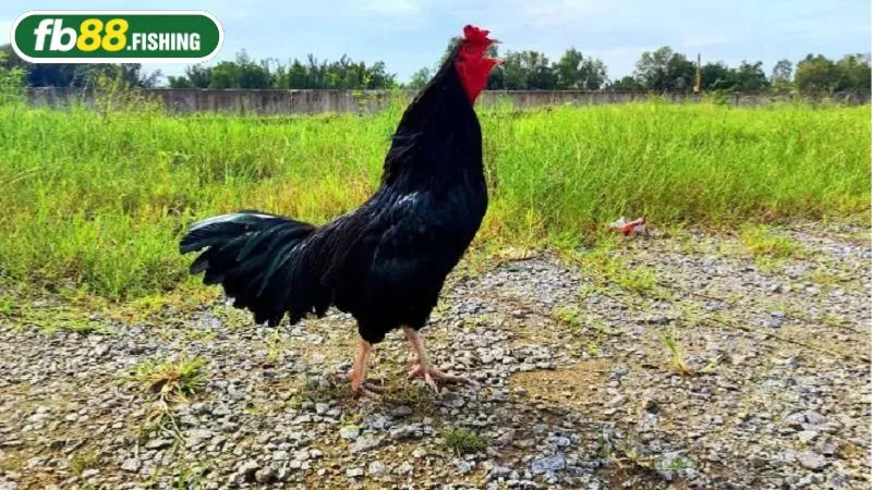 Chiến kê có lối đá gan lì và hiểm hóc bậc nhất