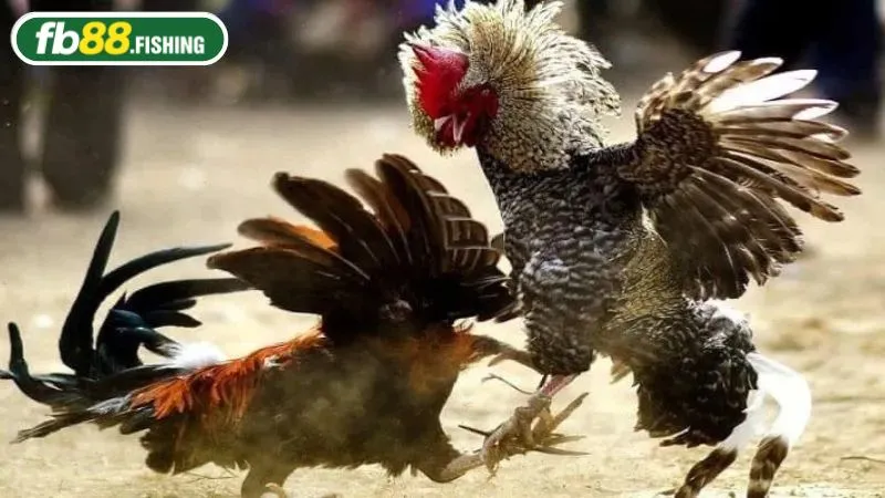 Đa dạng các luật chấp khi cược đá gà Thomo