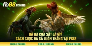 Đá gà cựa sắt là gì? Cách cược đá gà luôn thắng tại FB88