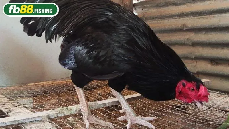 Gà ô chân trắng là chiến kê trong mọi trận đấu