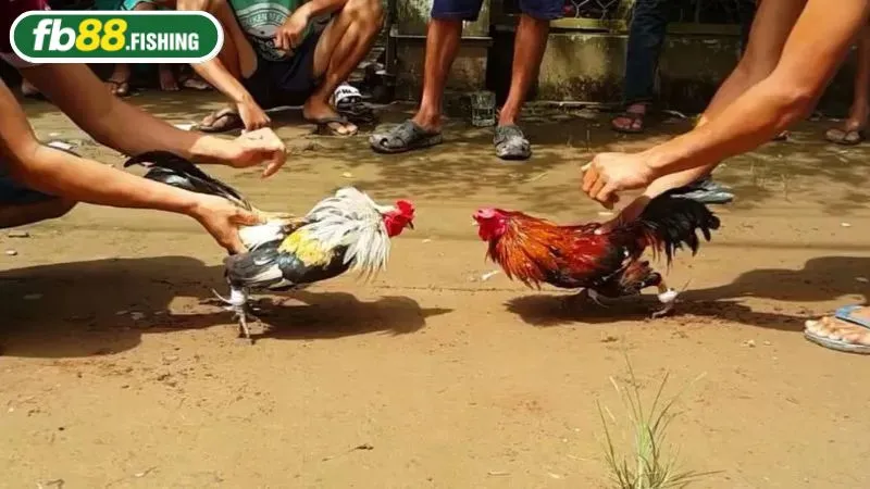 Người chơi cần hiểu đá gà cựa sắt là gì