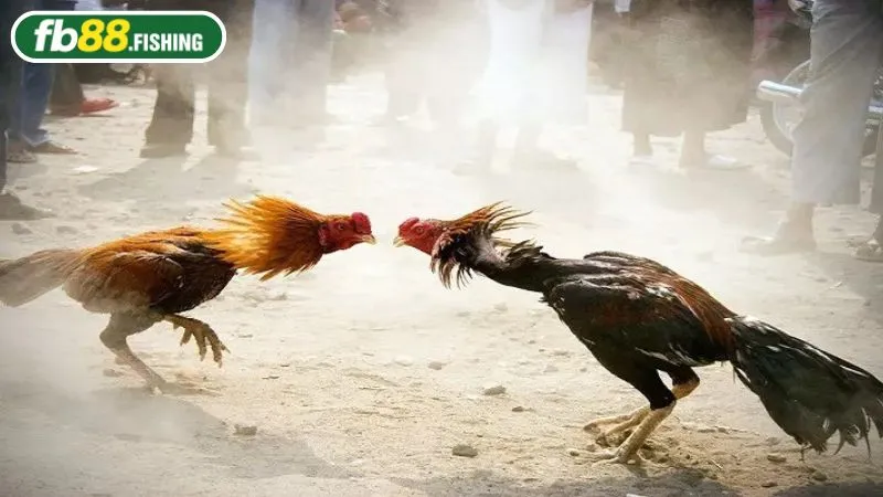 Phân tích kèo cược và trận đấu khi bắt kèo đá gà