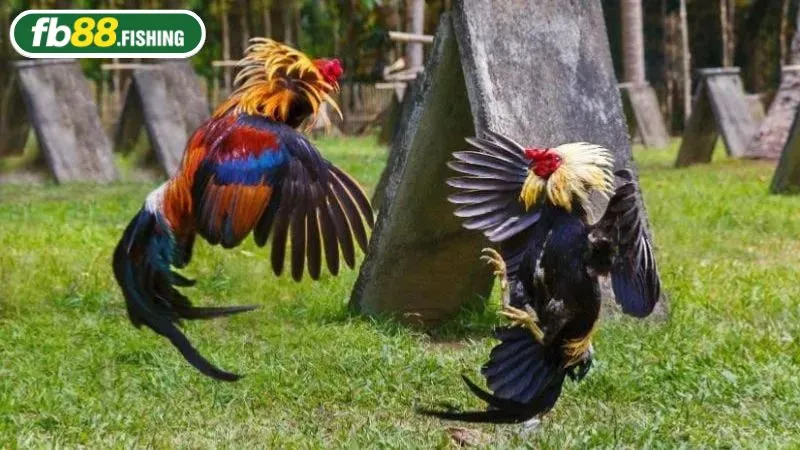 Theo dõi trận đấu đá gà với âm thanh sống động